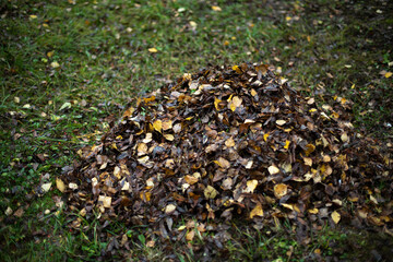 Leaves on grass. Cleaning leaves. Pile lies on lawn.