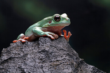 Dumpy frog, Green tree frog on the branch