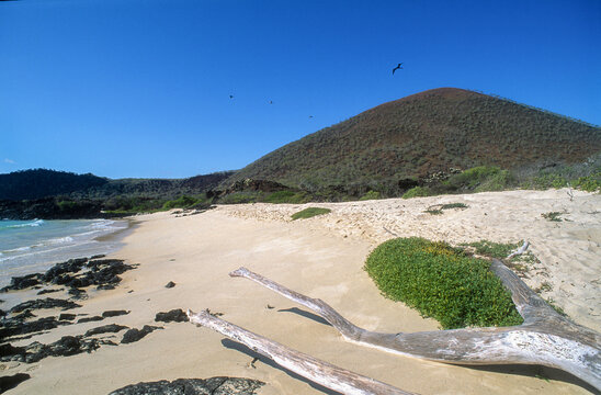 Sesuvium, Sesuvium portulacastrum, Ile Floreana, Archipel des Galapagos, Equateur