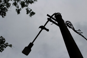 Bird on pole. Silhouette of bird sitting on crossbar. Raven lurked.