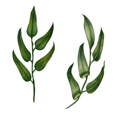 Hand drawn watercolor green ruscus branches with leaves for wedding, birthday, greeting card, menu, banner, border, stickers. Elements isolated on a white background.