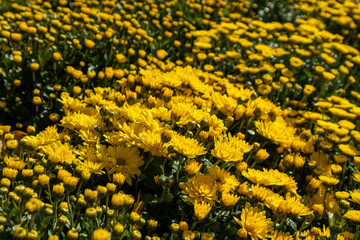 Autumn vibrant yellow tender flowers bloom close-up. Chrysanthemums, chrysanths flowerbed with blurred background