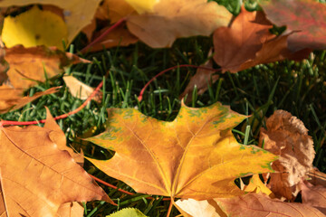 Fallen colorful maple leaves close-up in autumn laying on green grass in city park. Seasonal autumnal vibes background