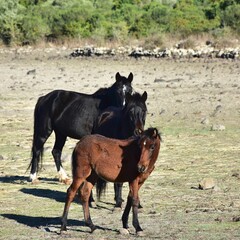 wild horses in crater Giara di Gesturi ,island Sardinia Italy