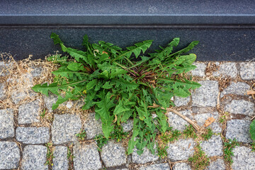 Weeds push through the granite stone pavement next to the marble curb.