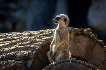 Meerkat rests sitting on a sawn log and basks in the sun.