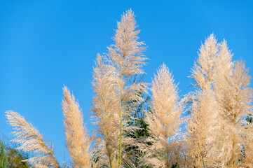 Cortaderia selloana pumila silver yellow plant