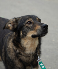 stray dog on a black leash