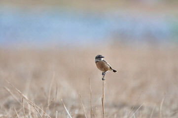 European stonechat bird. Saxicola rubicola