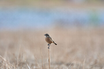 European stonechat bird. Saxicola rubicola