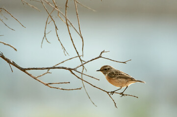 European stonechat bird. Saxicola rubicola