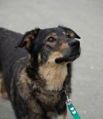 stray dog on a black leash