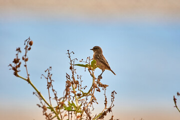 European stonechat bird. Saxicola rubicola