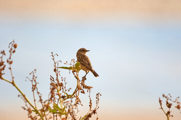 European stonechat bird. Saxicola rubicola