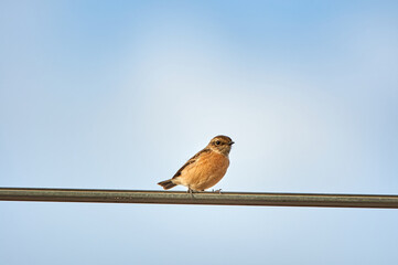 European stonechat bird. Saxicola rubicola