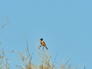European stonechat bird. Saxicola rubicola