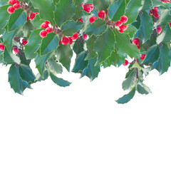 Holly branch