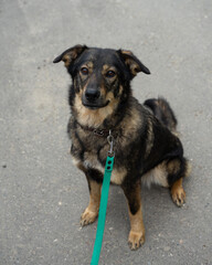stray dog on a black leash