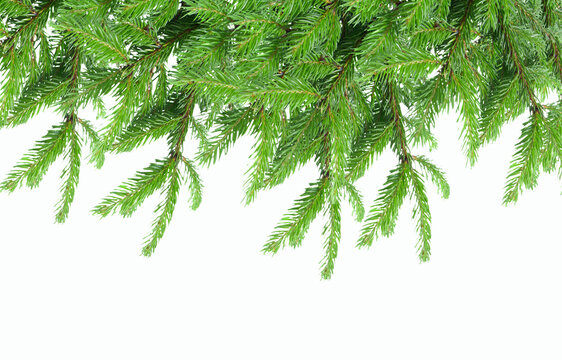 Chrisrmas tree branches isolated on white 