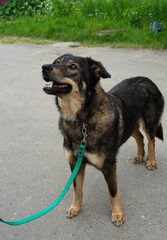 stray dog on a black leash