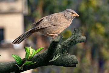 Single jungle babbler bird standing on the splinter of tree branches. beautiful natural background and detail of the bird. this photo was clicked in Howrah, India. - obrazy, fototapety, plakaty