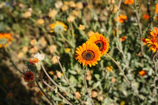 Meadow filled with blooming yellow venidium flowers on a sunny summer day