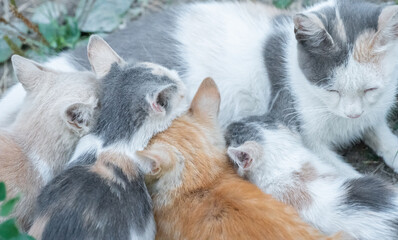 Kittens and their mother cat