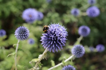 Closeup shot of blue Globe Thistles and a bee collecting nectar on an isolated background