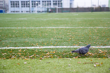 pigeon on the grass