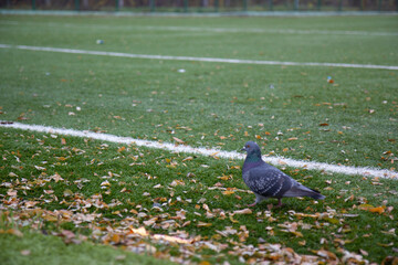 Fototapeta premium pigeon in the park