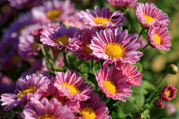 濃いピンクの菊の花