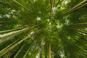 Fototapeta na wymiar Tall Bamboo Stalks swaying in the wind