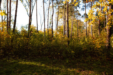 Autumn forest with yellow tree nature