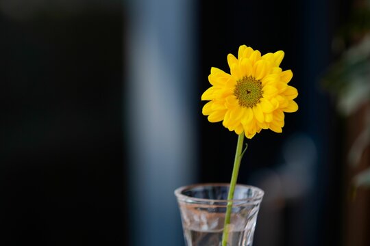 Closeup shot of the yellow daisy flower in a glass vase