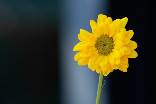 Closeup shot of the yellow daisy flower in a glass vase