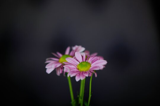 Closeup shot of the pink daisy flower on a dark background