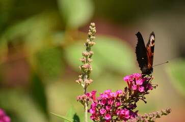 butterfly on a flower