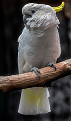 Lesser sulphur-crested cockatoo on the branch. Latin name - Cacatua sulphurea