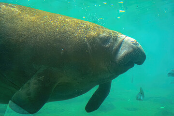 close up of manatee feeding underwater in Crystal River National Wildlife Refuge, Florida, United...