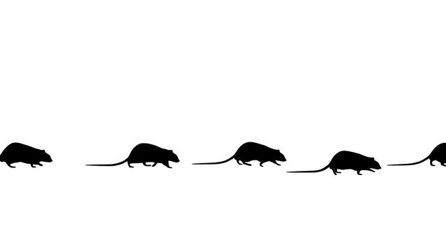 Walking rats, animation with rats on the white background