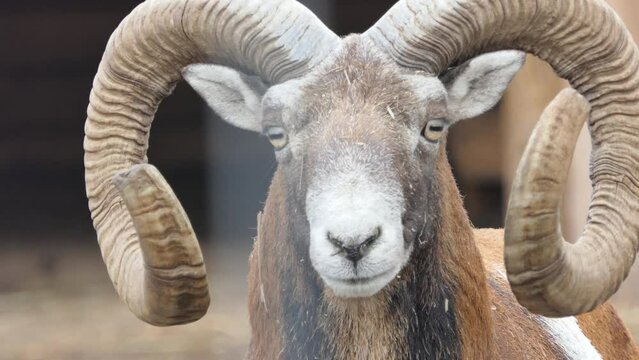 beautiful Portrait of a male European mouflon