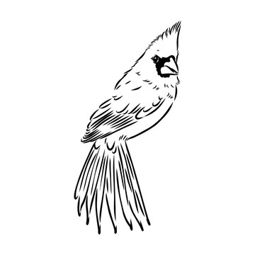 Cardinal bird sketch, vector illustration. Hand drawn red cardinal bird. Engraved illustration. Cardinal bird sitting on a branch. Hand drawn sketch.