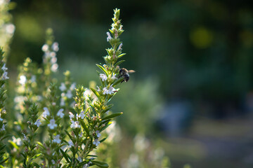 Wildbiene an Blüte von weiß blühendem Bohnenkraut in Kräuterspirale
