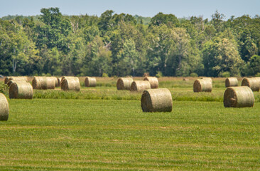 Hay bales are placed across the farm or field. Sunny landscape with round bales in hot summer. Rural scenery of straw rolls and wheat haystacks in countryside pasture.