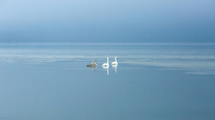 Swans in Trondheim fjord in the foggy winter day