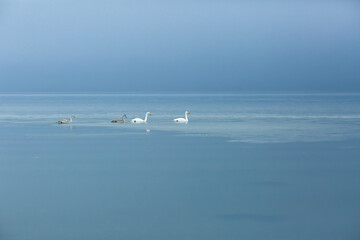 Swans in Trondheim fjord in the foggy winter day