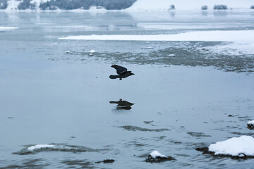Raven in Trondheim fjord in the foggy winter day