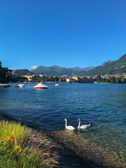 Beautiful scenery of white swans swimming in Lake Lugano's waters with the green lush Swiss Alps in the distance, Lugano, Switzerland.