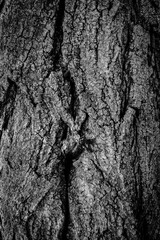 Wood background texture. Black and White tree bark poster.