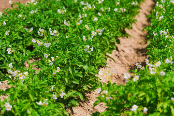 Potato plants field